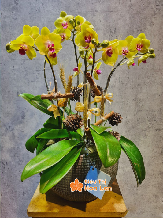 các loại màu hoa lan hồ điệp