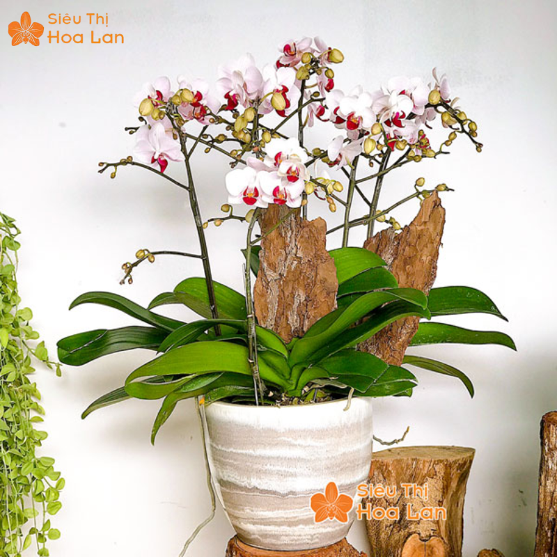  chậu lan trắng mini