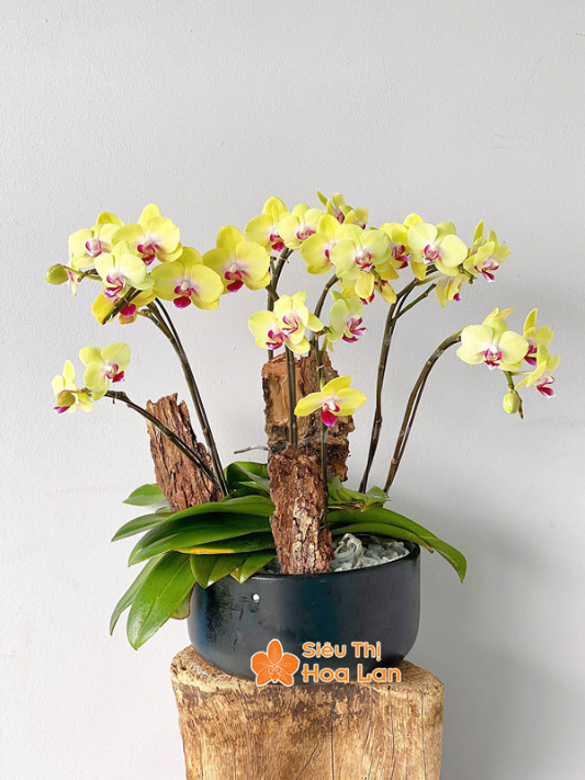 hoa lan hồ điệp màu