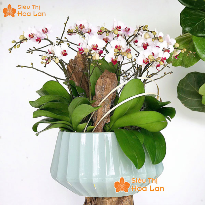chậu hoa lan trắng đẹp