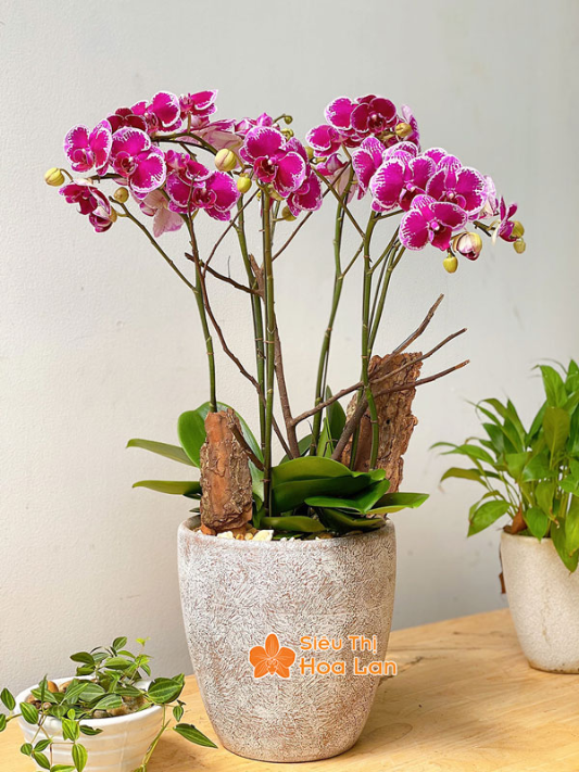 hoa lan hồ điệp màu nào đẹp nhất