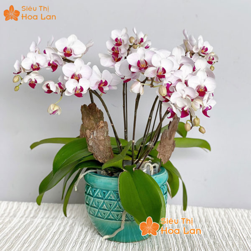 lan màu trắng để bàn