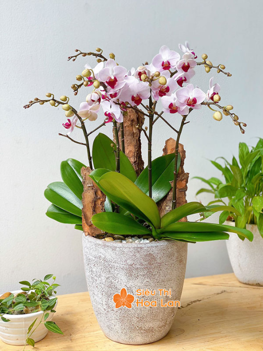  màu lan hồ điệp đẹp