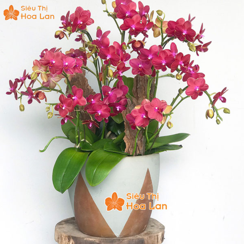 hoa hồ điệp đỏ đẹp