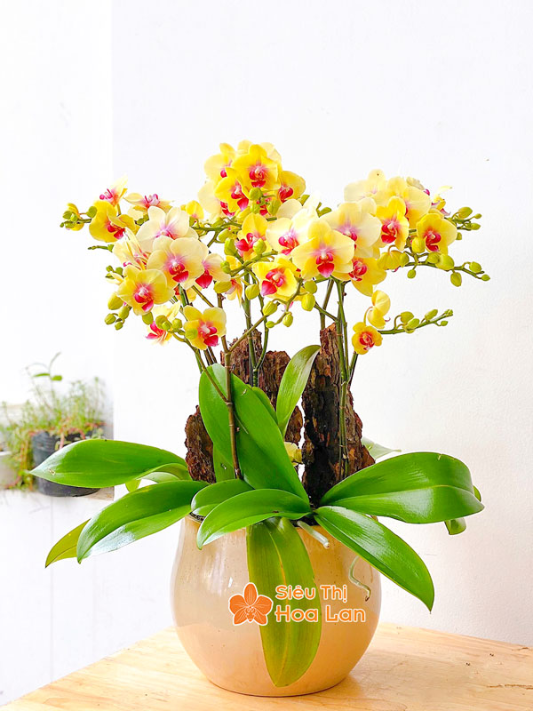 Bộ sưu tập lan hồ điệp