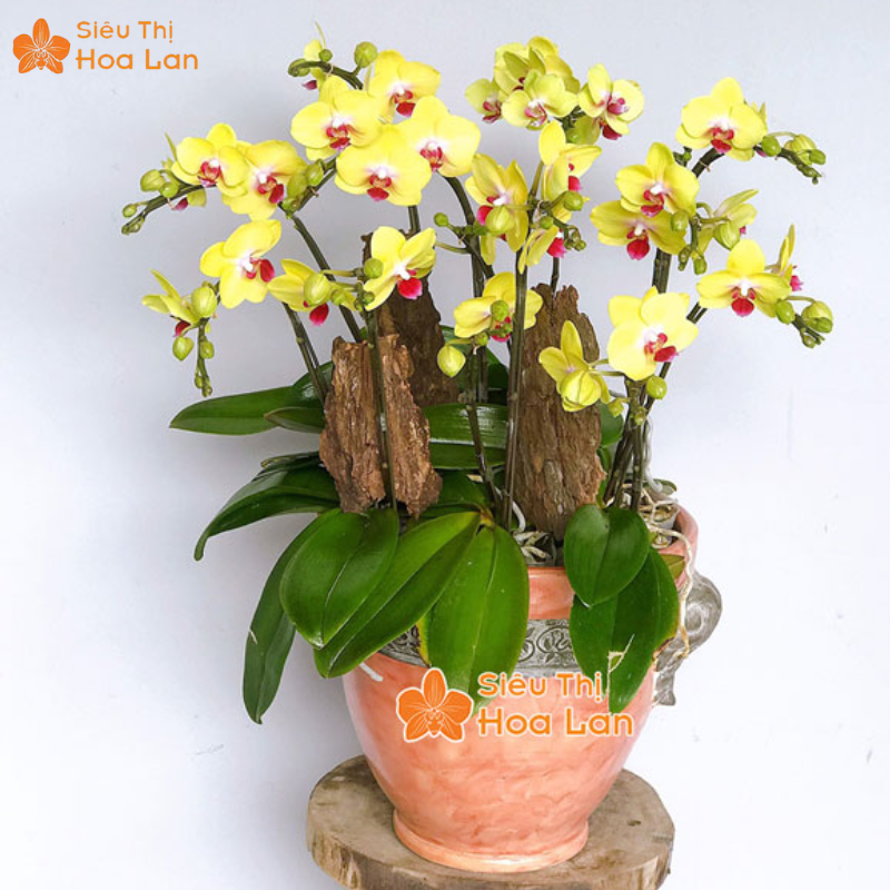 Sắc màu hoa hồ điệp