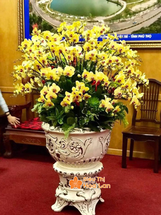 hồ điệp nhiều màu sắc