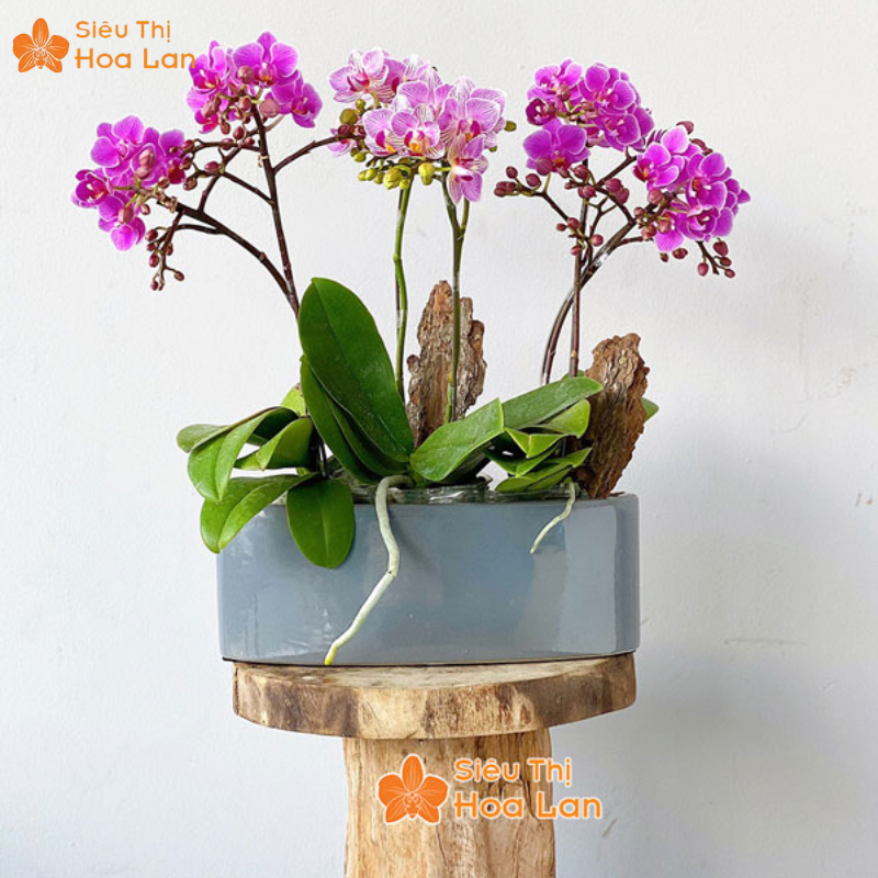 mẫu hoa hồ điệp sang