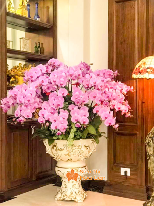 màu lan hồ điệp nổi