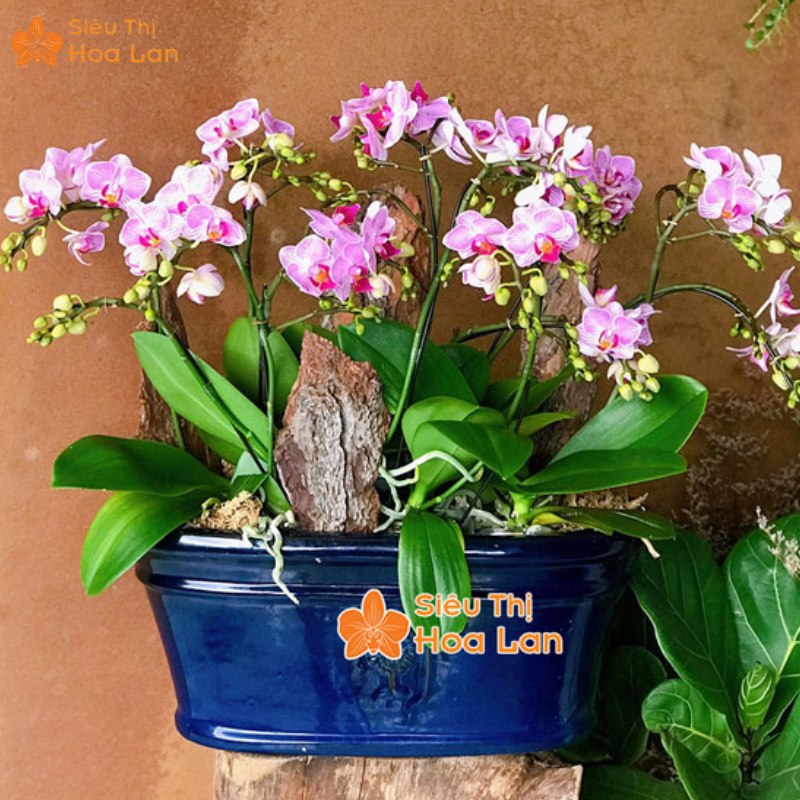 hồ điệp sang trọng