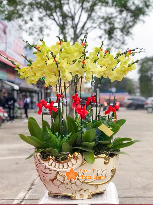 Các loại lan hồ điệp tết