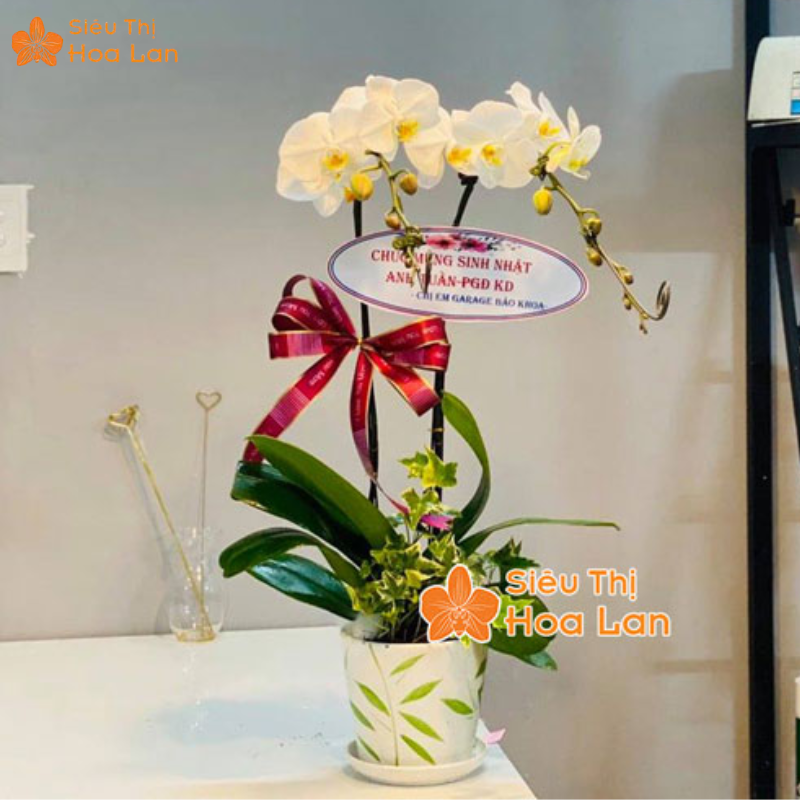  các màu của lan hồ điệp