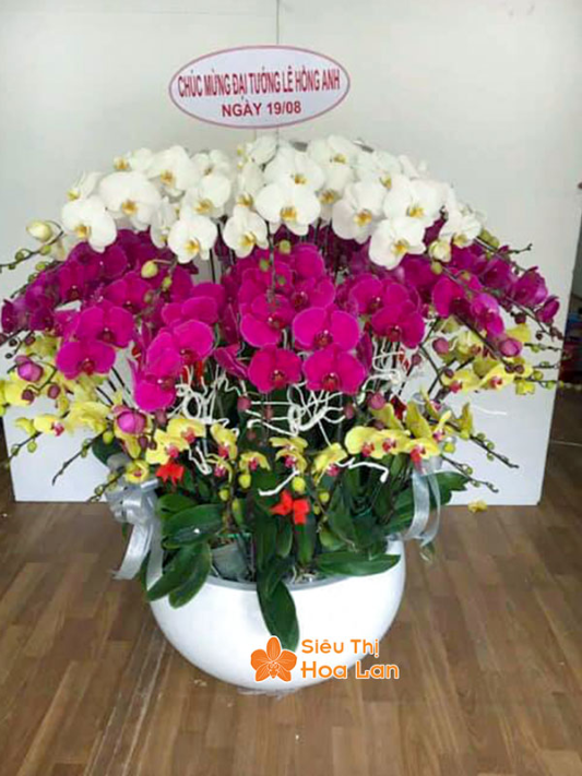 Màu sắc đa dạng hồ điệp