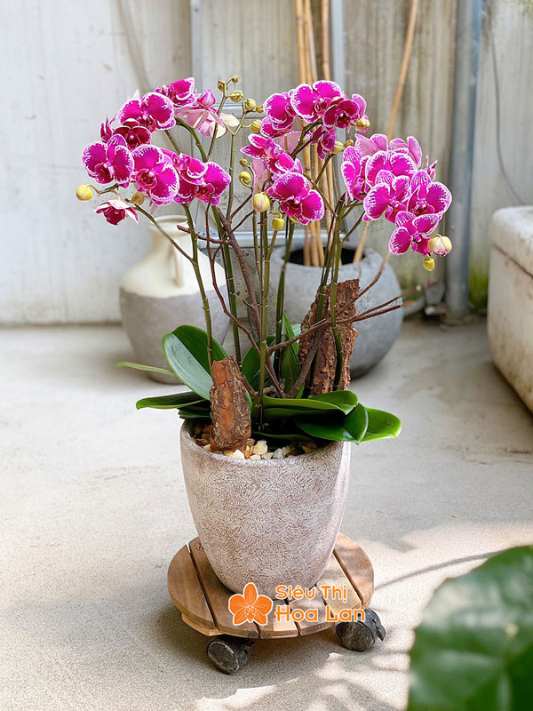 màu hoa lan hồ điệp