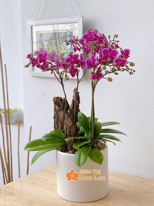 bảng màu lan hồ điệp