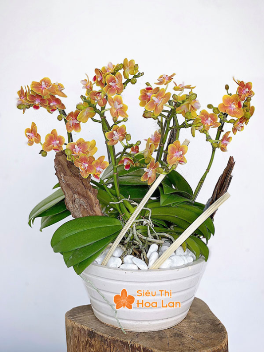  hoa hồ điệp đẹp mắt