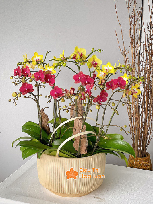 hoa hồ điệp rực rỡ