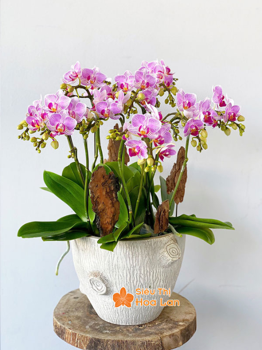 hoa hồ điệp tím đẹp