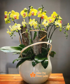 chậu hoa hồ điệp vàng