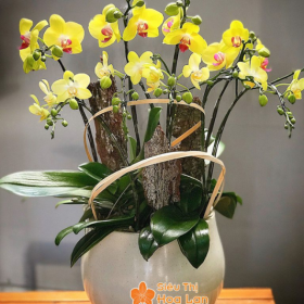 Chậu hoa lan hồ điệp màu vàng 10 cành LHD-MV-10-CS-10-02