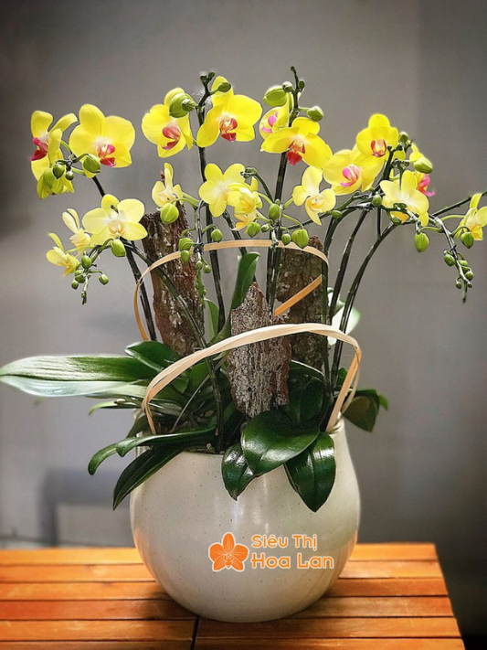 chậu hoa hồ điệp vàng