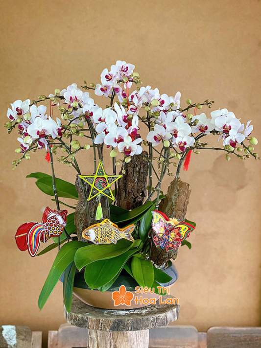 Trang trí chậu hồ điệp