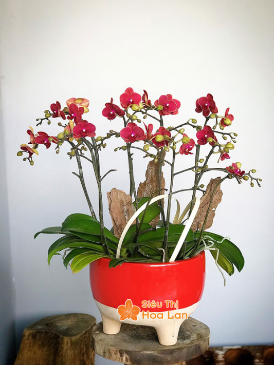 hoa hồ điệp đỏ