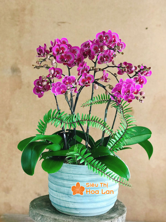 hoa hồ điệp tím