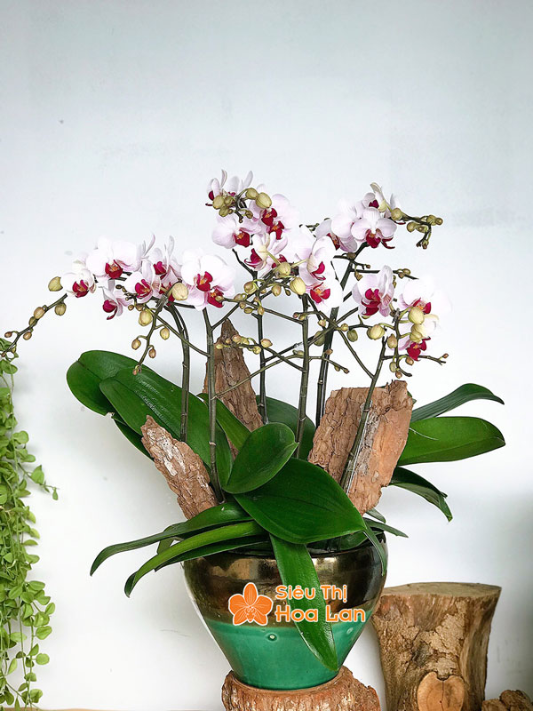  hoa hồ điệp tinh tế