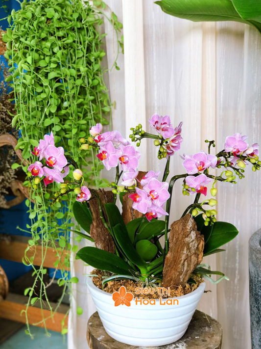 hoa hồ điệp mini