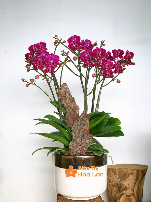  hồ điệp tím đẹp