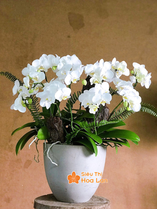 chậu lan trắng đẹp