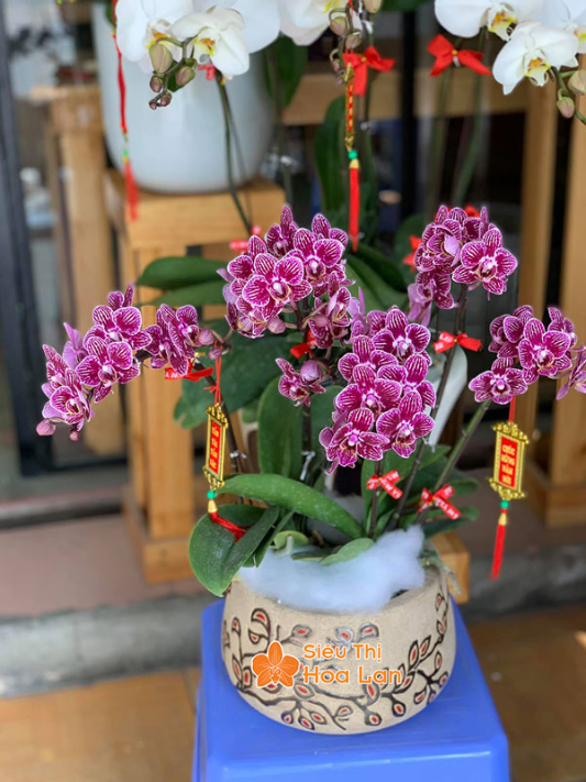 lan tím trang trí tết