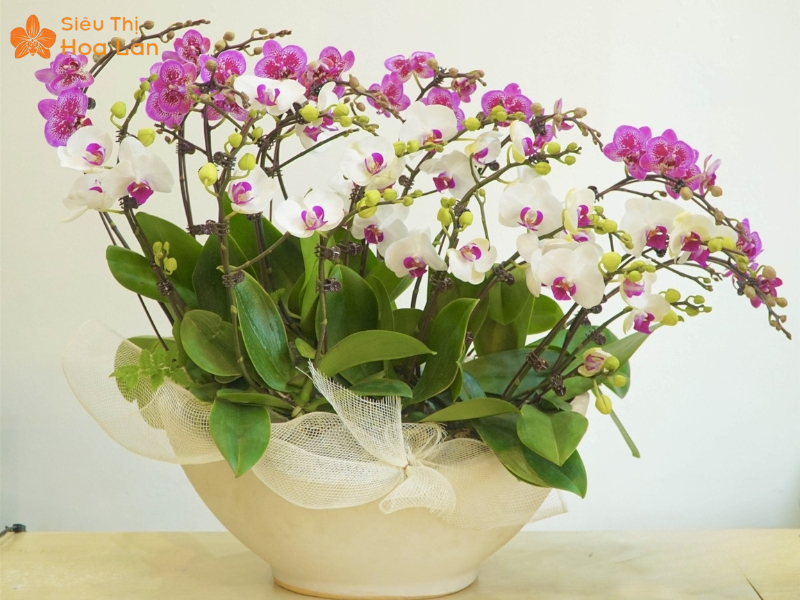 Các màu sắc hồ điệp đẹp