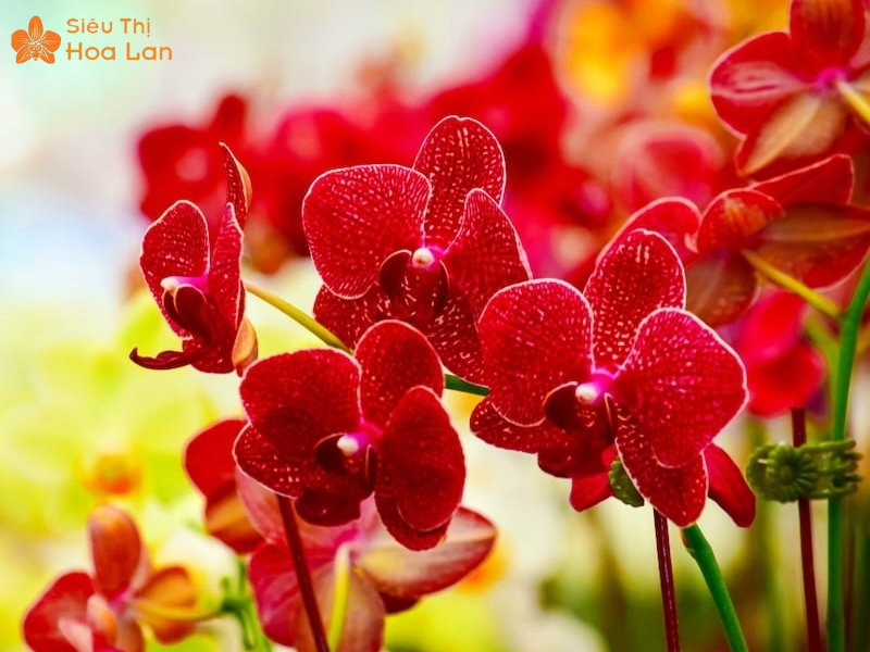 hồ điệp đỏ rực rỡ