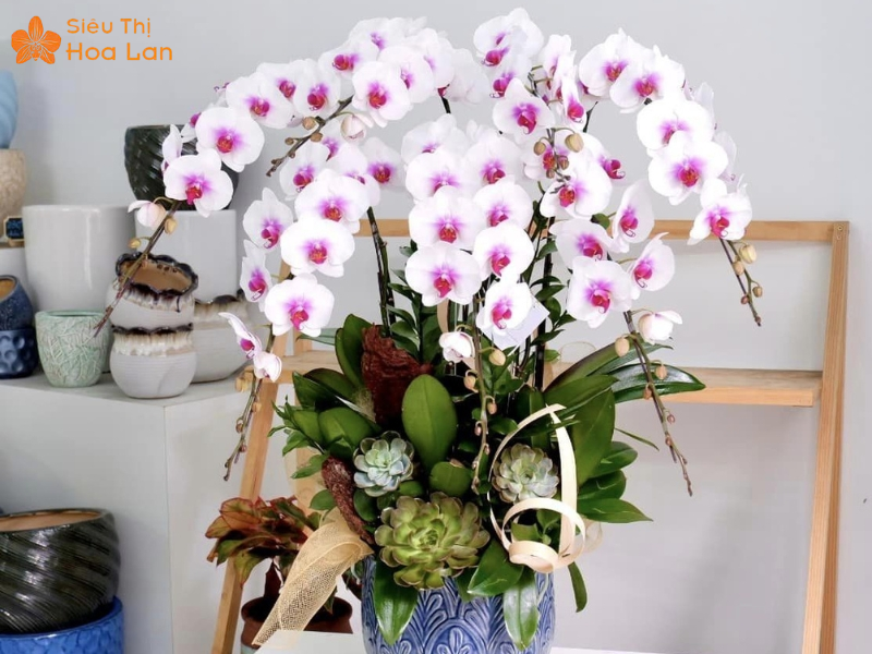 lan hồ điệp màu nào đẹp nhất