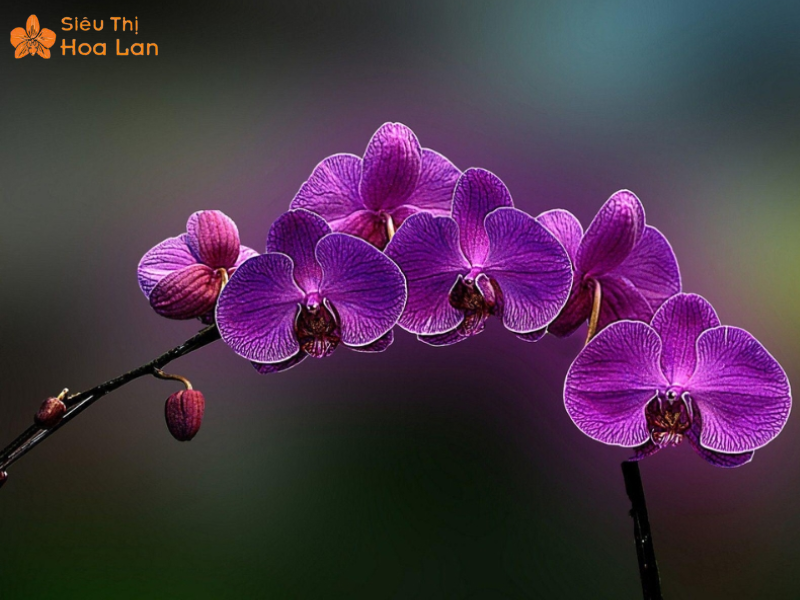 hồ điệp tím sang trọng