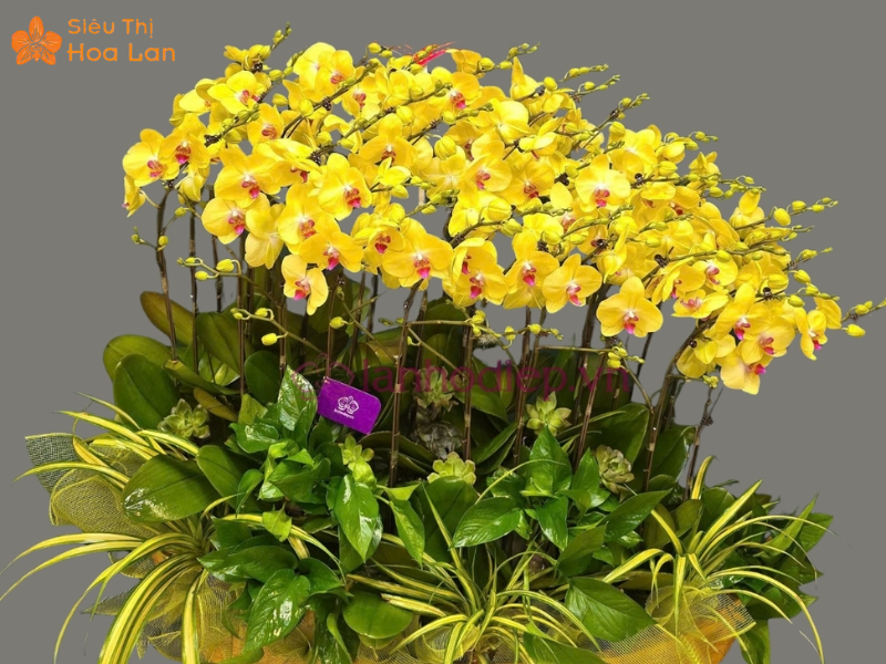 chậu hồ điệp vàng rực rỡ