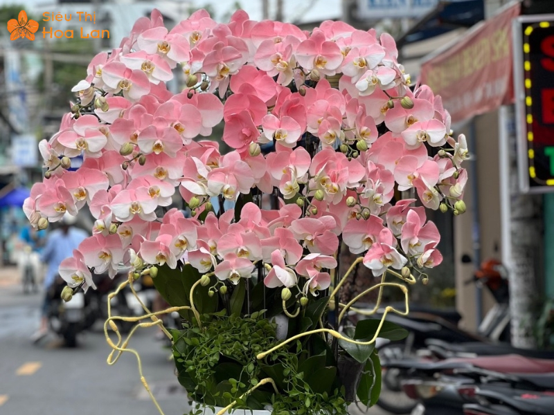 chậu lan hồng lãng mạn