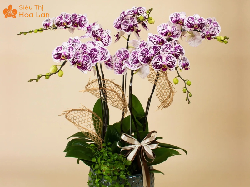 hoa hồ điệp đốm độc lạ