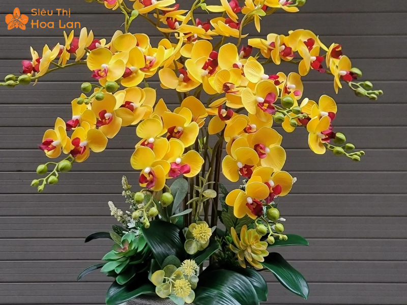 hoa lan hồ điệp màu