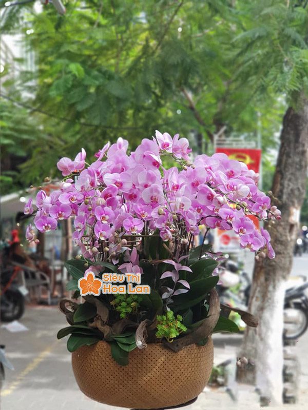 Bán hoa lan hồ điệp hồng chất lượng giá rẻ tại Hà Nội