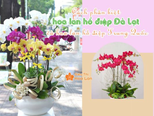 Cách phân biệt hoa lan hồ điệp đà lạt va hoa lan hồ điệp trung quốc