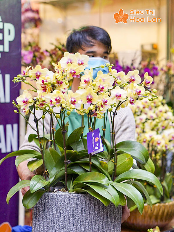 Địa điểm bán hoa lan hồ điệp uy tín chất lượng tại Hà Nội