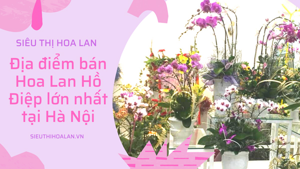 Địa điểm bán hoa lan hồ điệp tại Hà Nội