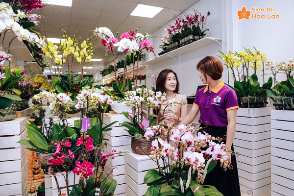 Sở hữu hệ thống các của hàng cung cấp hoa lan hồ điệp trên địa bàn Hà Nội