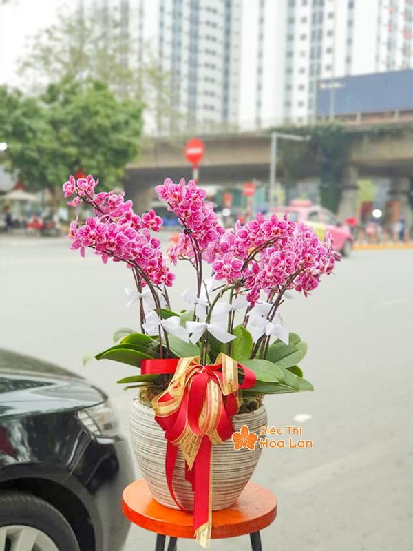 Hoa lan hồ điệp Đà Lạt có chất lượng cao hoa đẹp