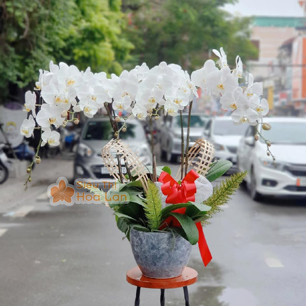 Hoa lan hồ điệp trắng đẹp chúc mừng ngày nhà giáo Việt Nam