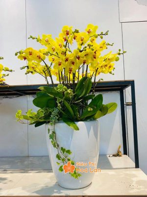 Hoa lan hồ điệp vàng màn vẻ đẹp kiêu sa