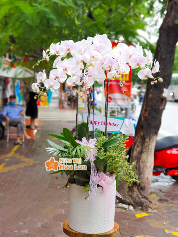 Mua hoa lan hồ điệp đẹp tại Hà Nội